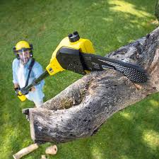 Lawn Pest Prevention in Kearney, NE