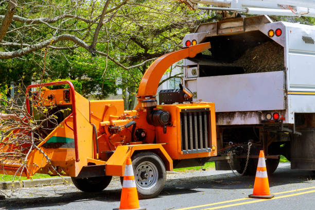 Trusted Kearney, NE  Tree Services Experts